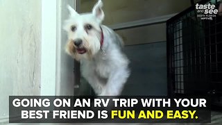 Tips to go RVing with your dog