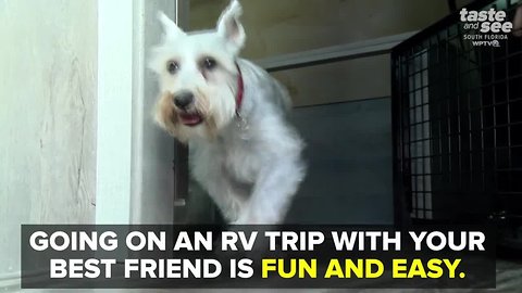 Tips to go RVing with your dog