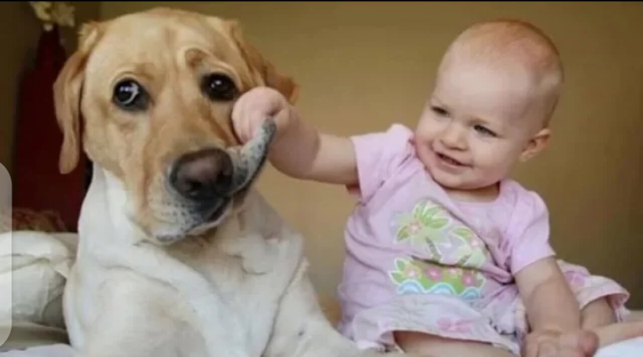 Funniest & cutest labrador puppies | funny puppy video