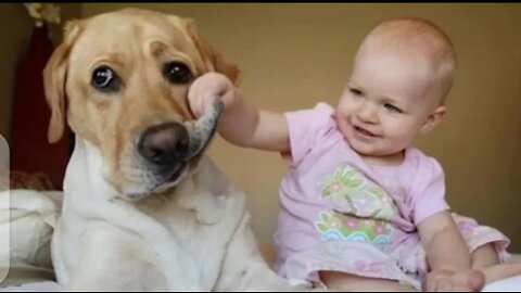 Funniest & cutest labrador puppies | funny puppy video