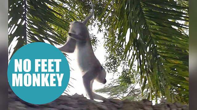 Remarkable video shows monkey with congenital defect using front legs to walk