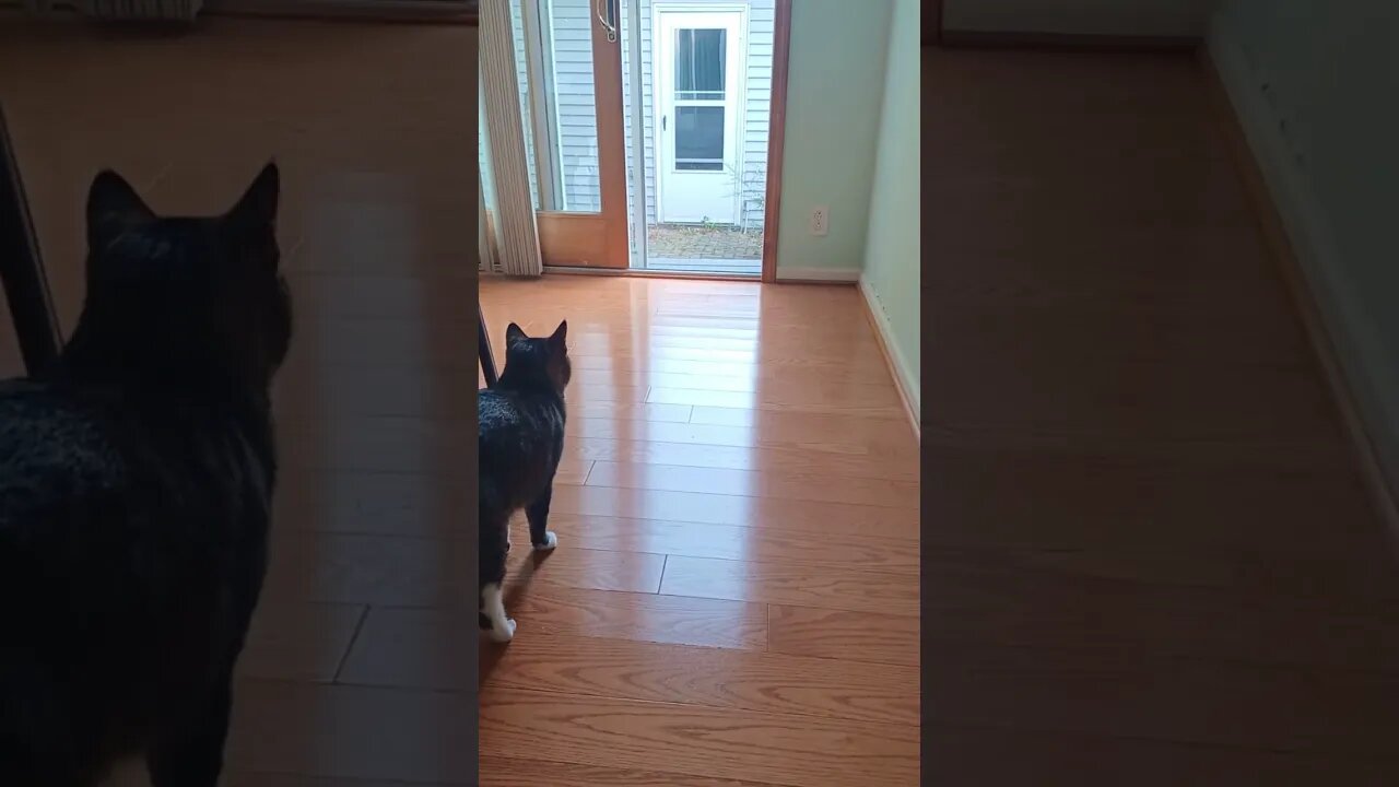 Cat Runs Outside For Treats