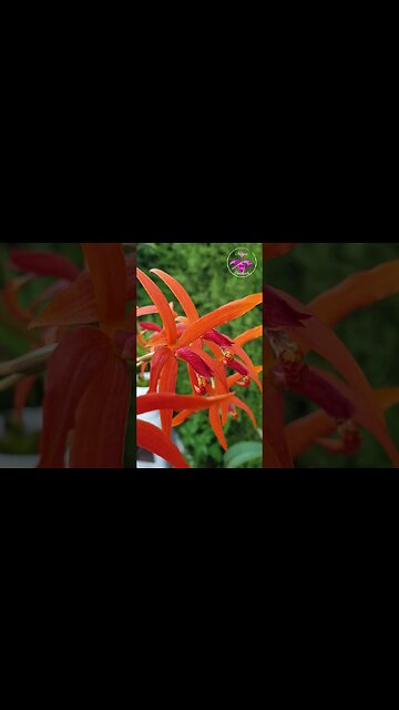 ❤️‍🔥The MAGIC of MINAIS GERAIS ❤️‍🔥 Brazil #ninjaorchids #shorts