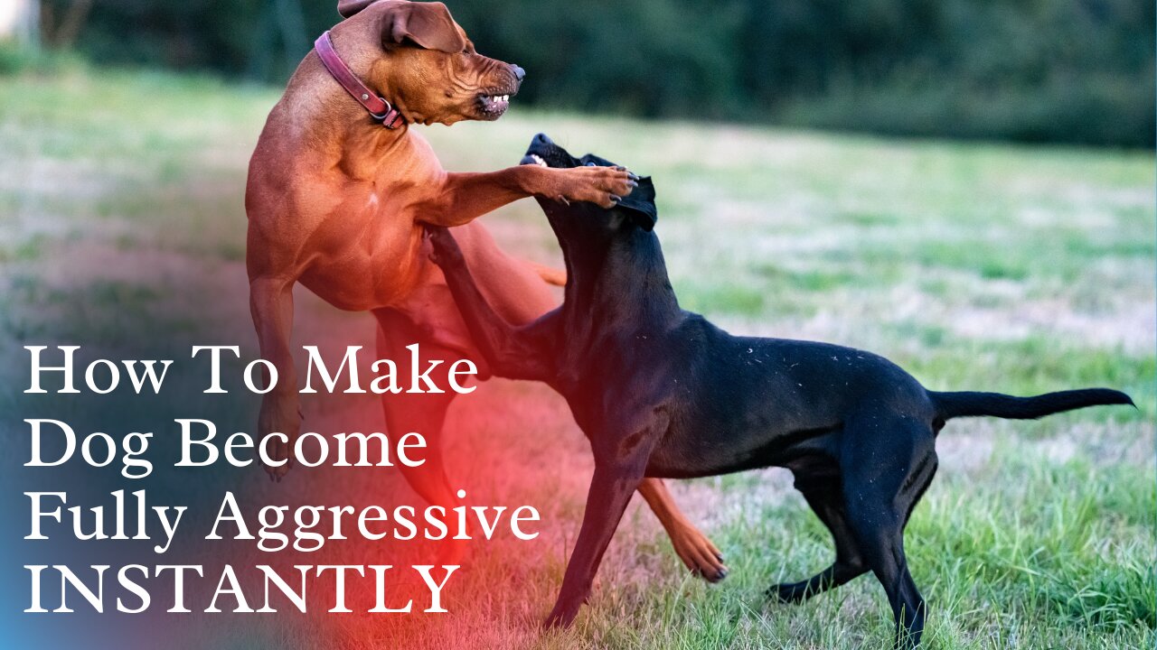 How To Make Dog Become Fully Aggressive INSTANTLY With Few Simple Tips