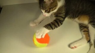 Kitten Plays with the Tennis Ball