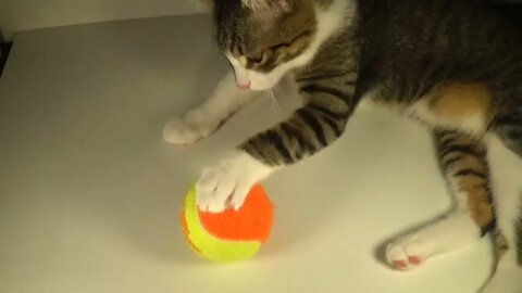 Kitten Plays with the Tennis Ball
