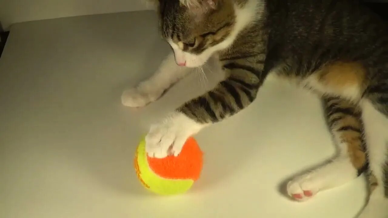Kitten Plays with the Tennis Ball
