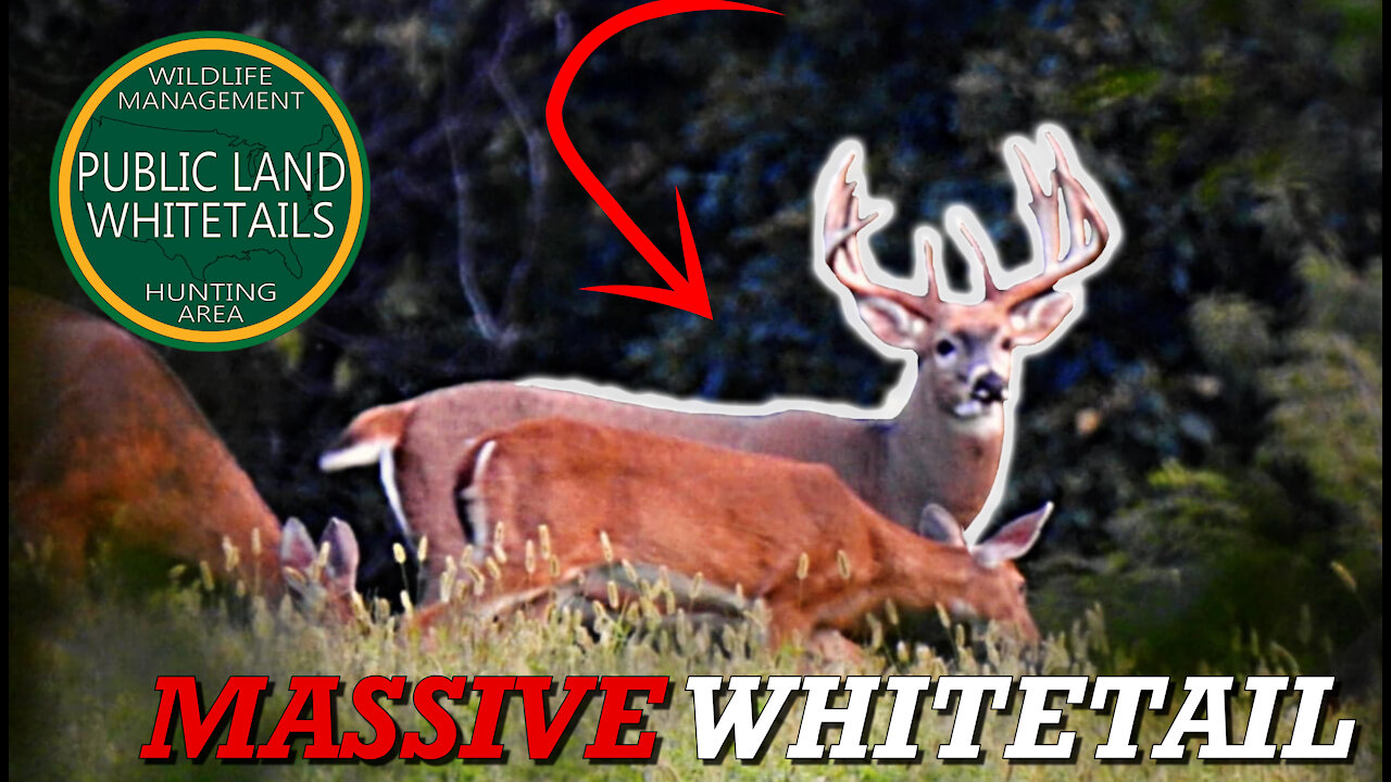 Public Land Scouting Deer | Massive Whitetail Buck | Big Shooter Bucks