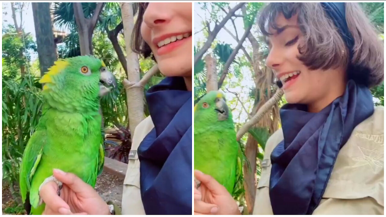 Parrots talking funny video😁