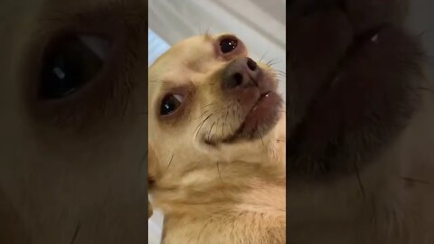 look at this puppy's reaction