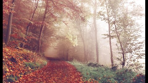 Cute girl in the majestic forest