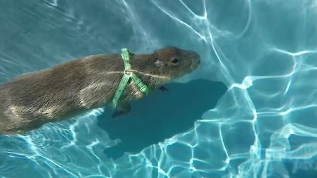 Capybara swims in pool, dives underwater