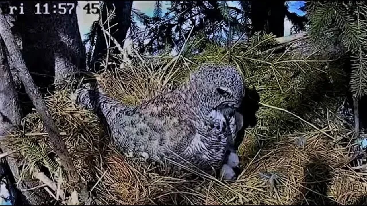 Ellie Feeds Her Owlets 🐥🐥🐥 04/14/23 11:56