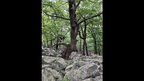 Rockhounding at Crystal Vista Arkansas
