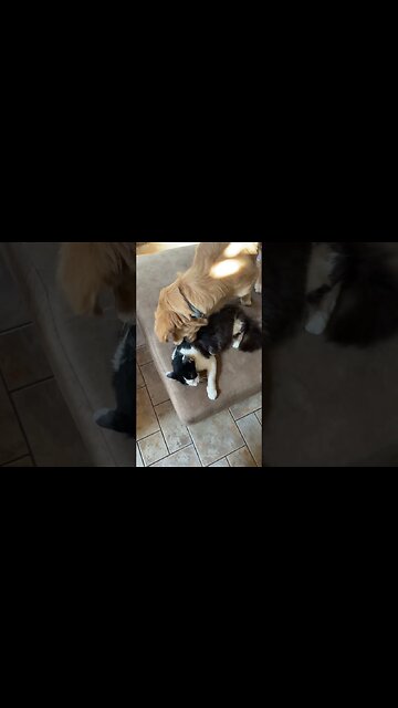 These animals are best friends… honest. #pets #puppy #kitten