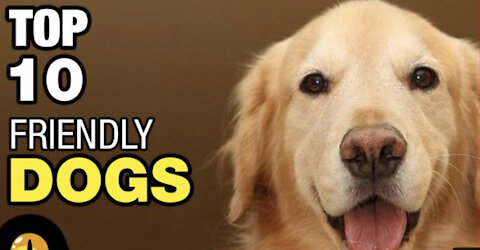 Top 10 Cute Dogs | most Cutes pets 2021 | most friendly Dogs in the world