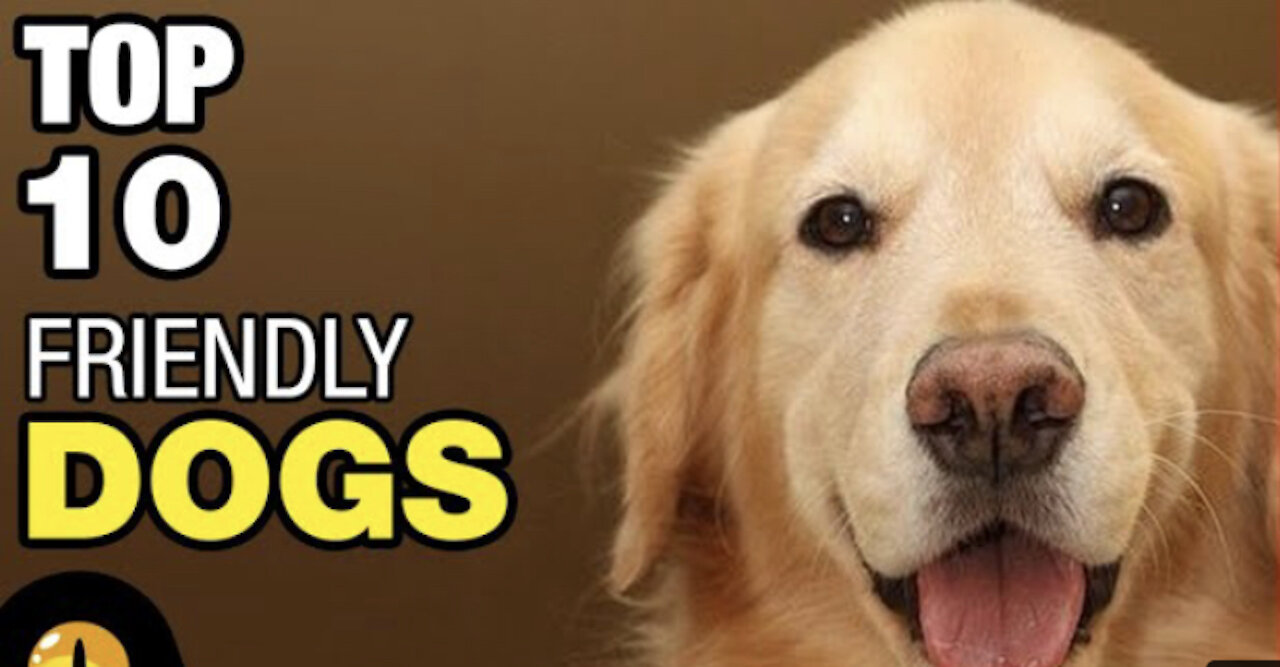Top 10 Cute Dogs | most Cutes pets 2021 | most friendly Dogs in the world
