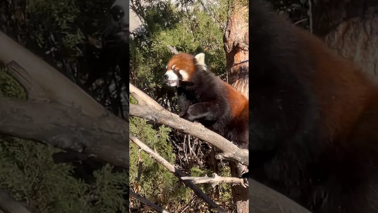 WATCH THIS RED PANDA CLIMB A TREE! #shorts #redpanda #asia #calgary #zoo #treeclimbing