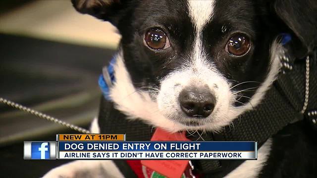 Tampa woman misses flight over emotional support animal mix-up