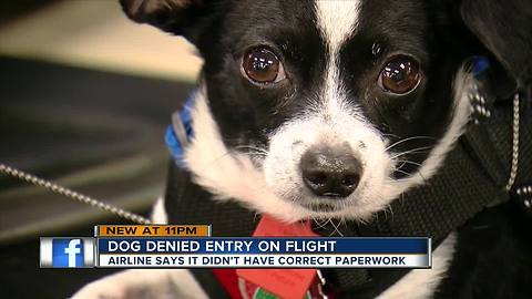 Tampa woman misses flight over emotional support animal mix-up