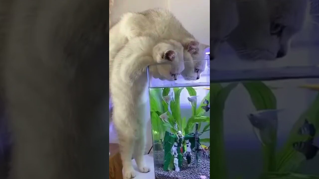 Funny Cat Videos - Try Not to Laugh