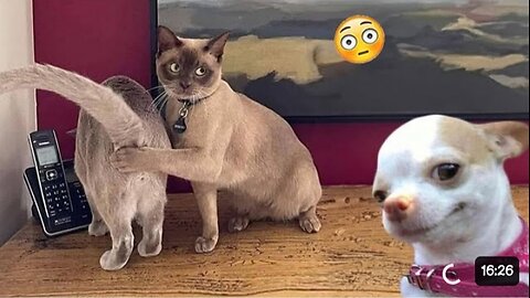 funny cats and dogs video best animal video in 2024