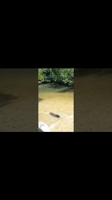 He look Crocodile in the River #shorts #philippines #river #crocodile