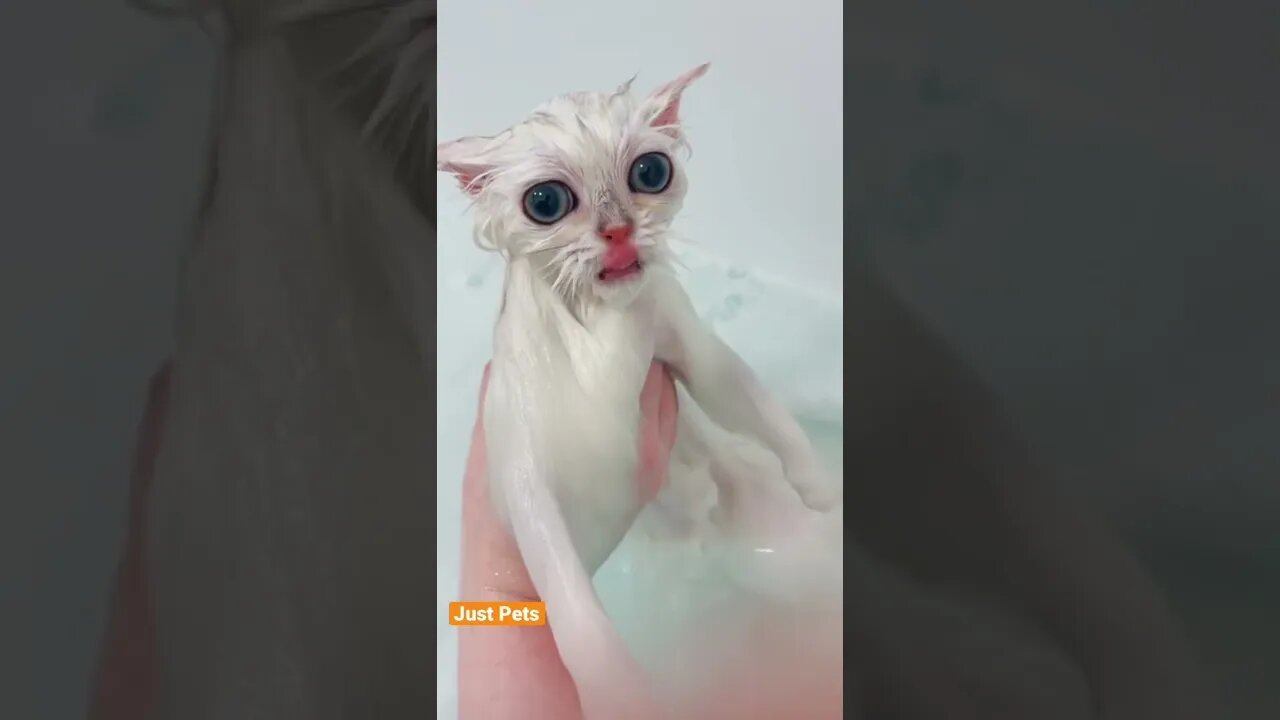 Before & After #cat #cute #funnyanimals #funnyvideos #tiktok