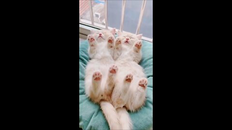 Baby Cats - Cute Funny Videos Compilation #shorts