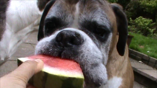 Boxer dogs trying watermelon for the first time