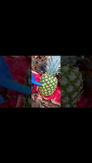 SEE 🐵The Difference between Ball Ammo and Hallow Points. #ammo #gun #balistic