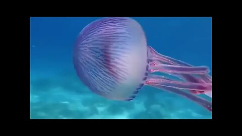 🔥 Fish can use jellyfish as a suit of armour and general protection from predators