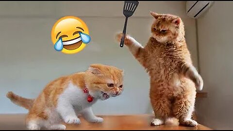 Best Funny Animal Videos of the year (2024), funniest animals ever. relax with cute animals video