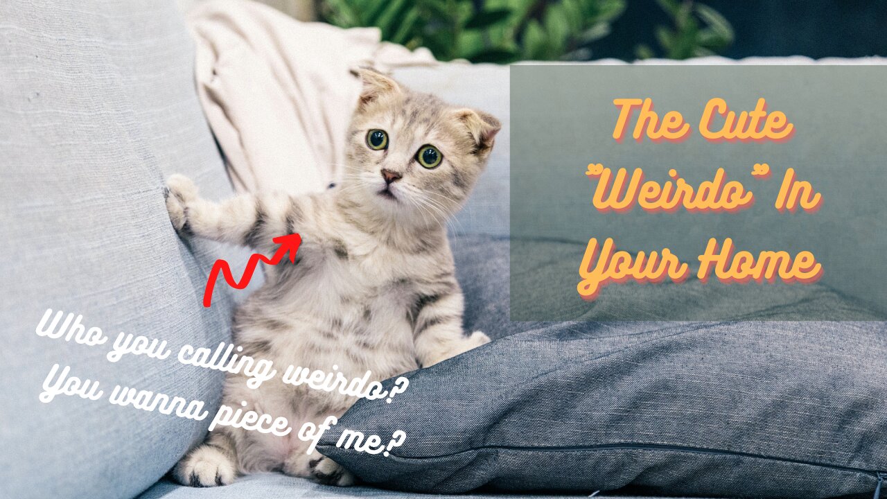 The Cute "Weirdo" In Your Home