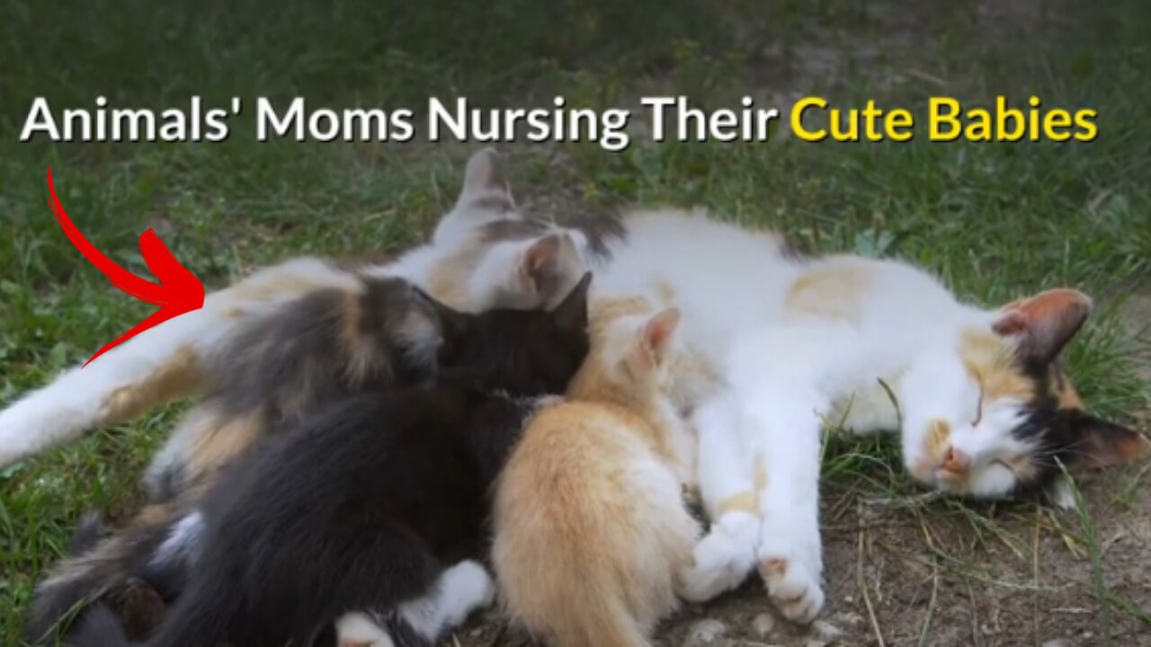 Animals moms nursing their cute babies videos compilation [2021]