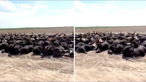 This Rancher Just Reported That Something Big Just Happened On This Cattle Ranch In Kansas Today