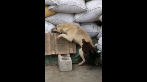 Dog versus Chicken Fight