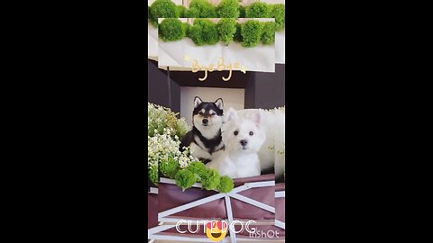 cute dog massage😛