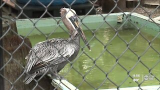 Seaside Seabird Sanctuary rescuing birds sick from red tide