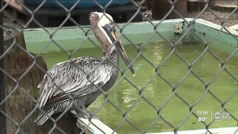 Seaside Seabird Sanctuary rescuing birds sick from red tide