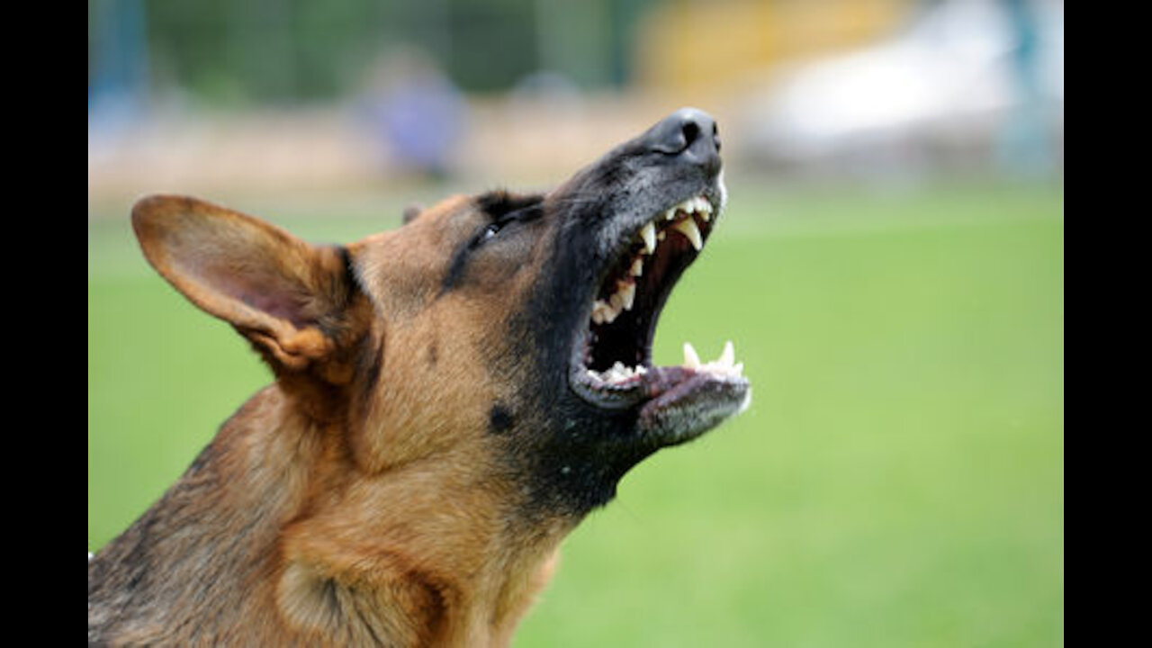 Top 20 dogs with the strongest jaws