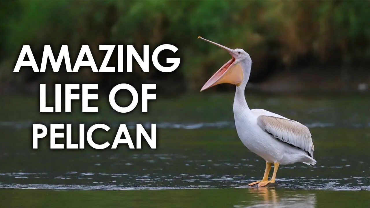 AMAZING LIFE OF PELICAN | FACTS ABOUT PELICAN | PELICAN | ANIMAL | NATURE