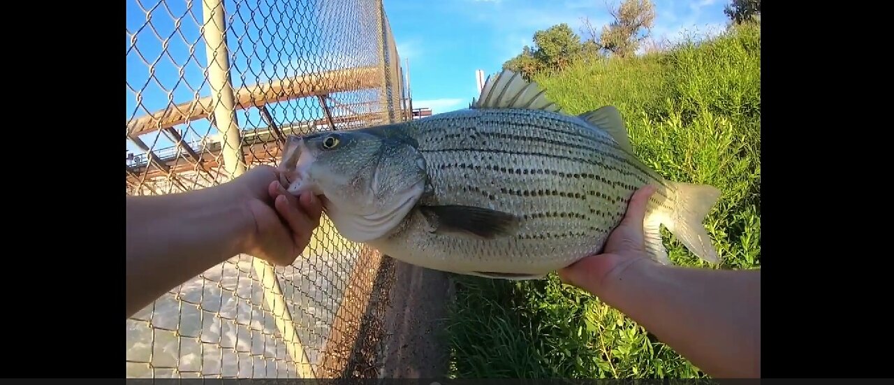 10lb 9oz Wiper – 18lb 14oz Channel Cat & More Fishing at the Spillway – August 27, 2024