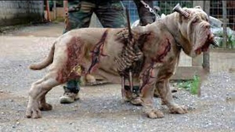 10 MOST UNUSUAL DOGS IN THE WORLD 2021