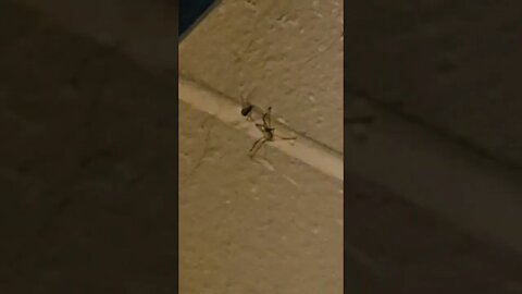 black widow vs cellar spider part 2