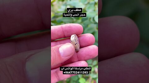 حجر العطف البري