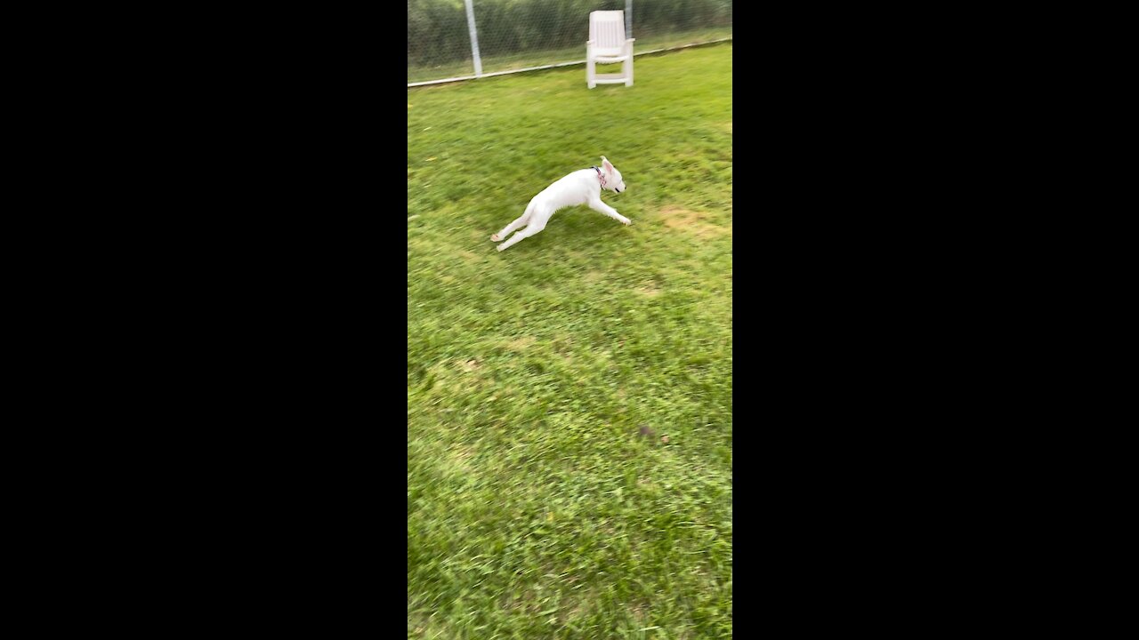 Puppy with the ZOOMIES