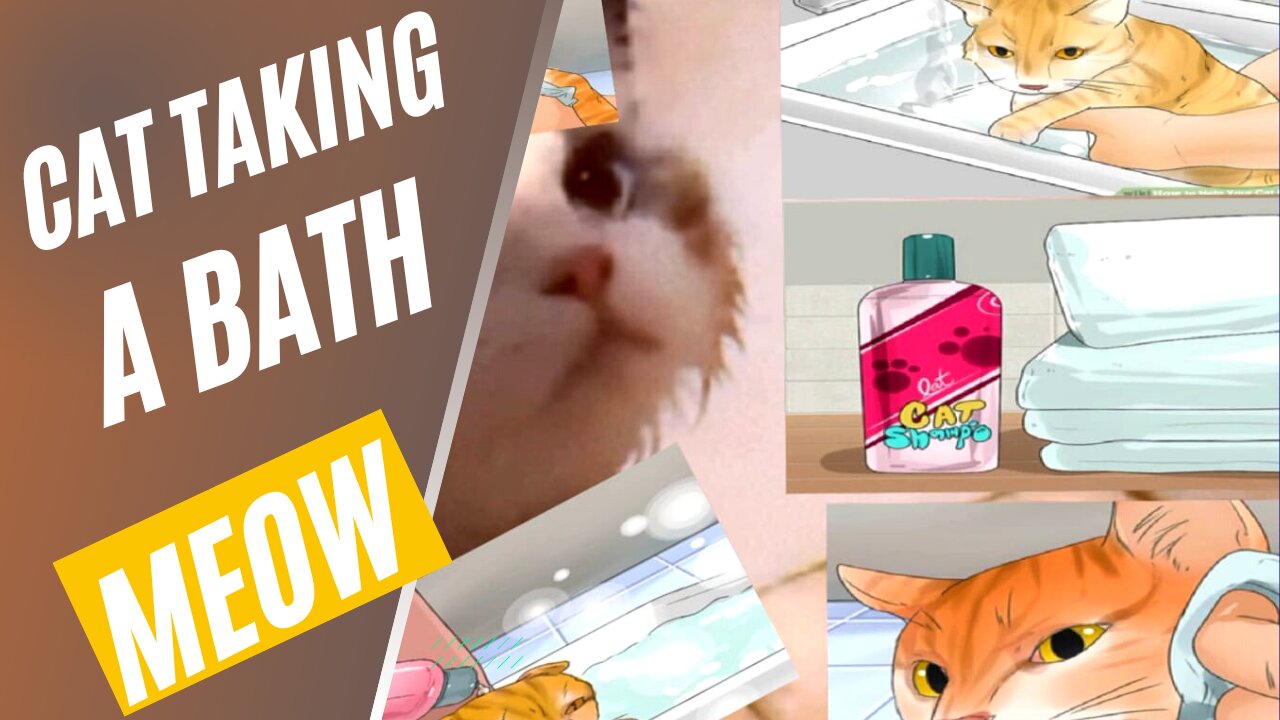 Cat taking a bath meow meow ^_^