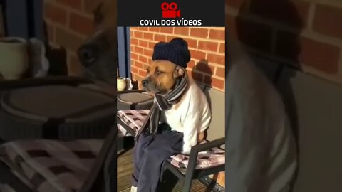 cachorro fashion week