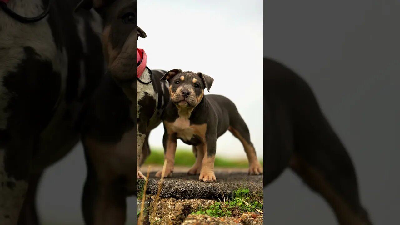 ⛈ Thunder Ch Muscletones Magoo’s Grandson 🐶 #bullysfromuk #bully #puppy